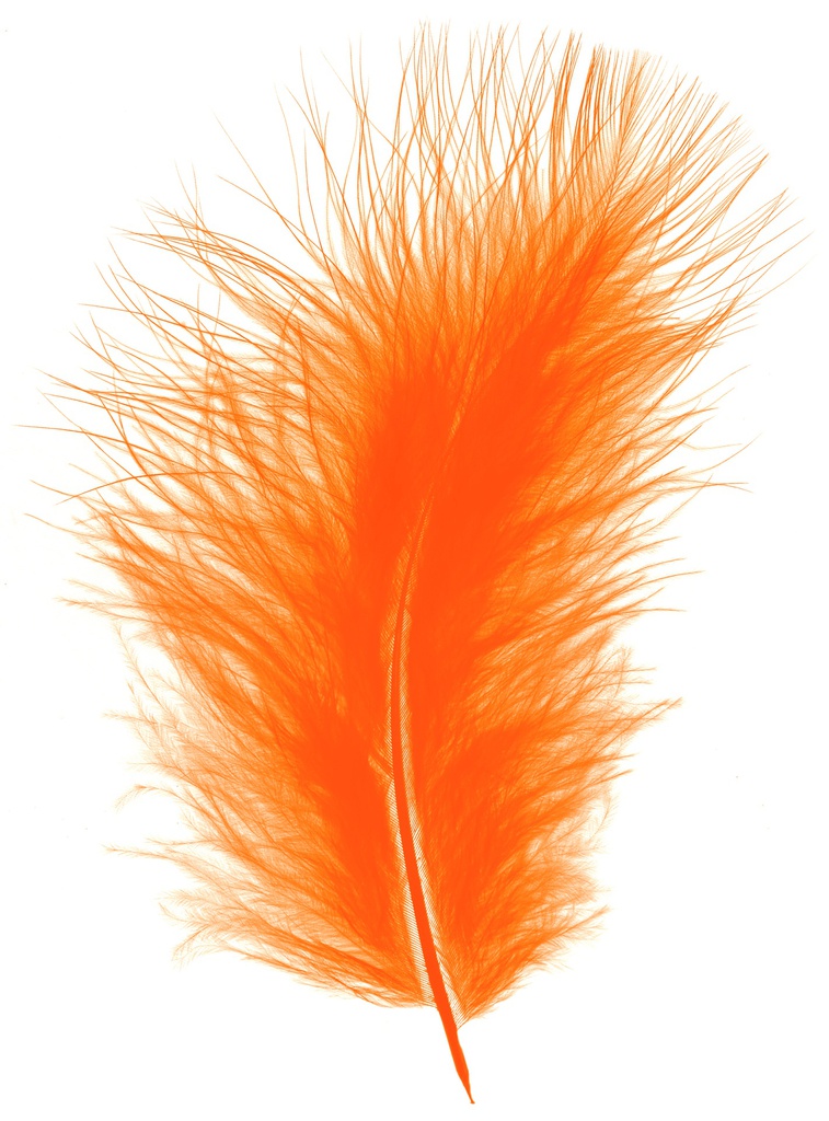 Bloemenveren Donzig 20gr, Oranje