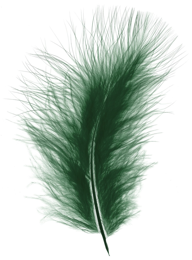 Bloemenveren donzig Groen, 20gr