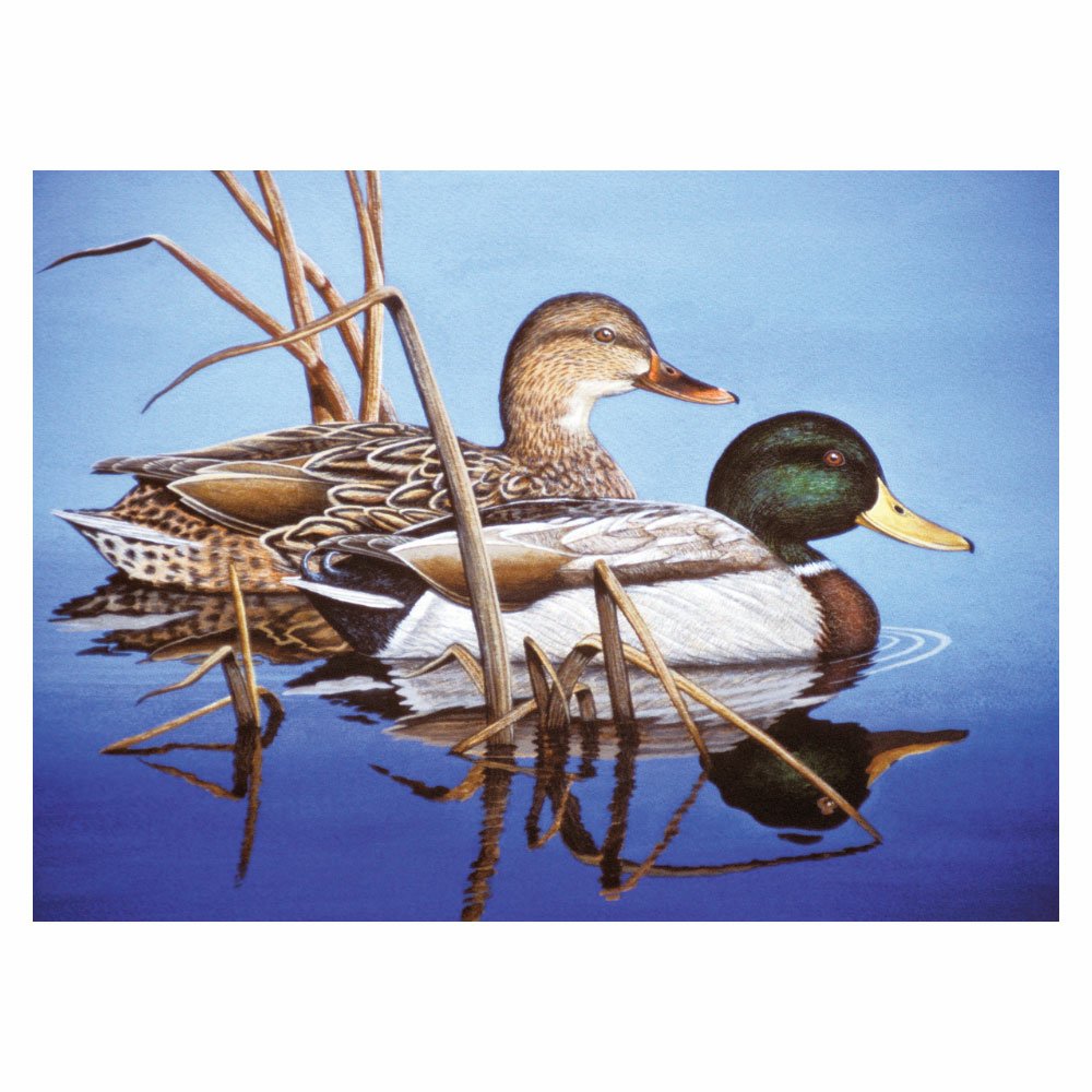 Painting by Numbers 286x390mm Adult, Blue Water Mallards