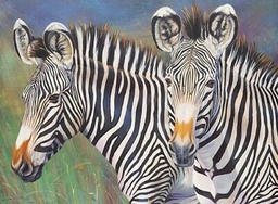 [RB-PJL49] Painting by Numbers 286x390mm, Grevy's Zebra